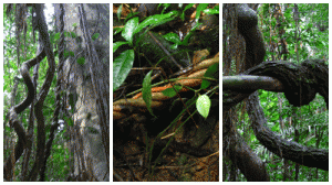 ayahuasca