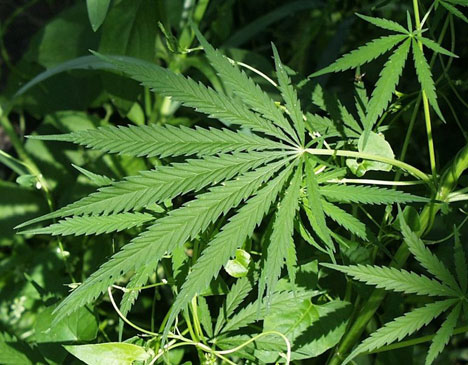 maconha