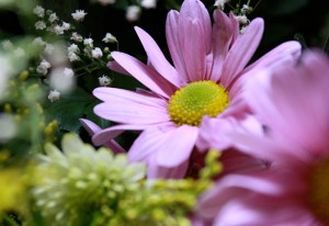 flores